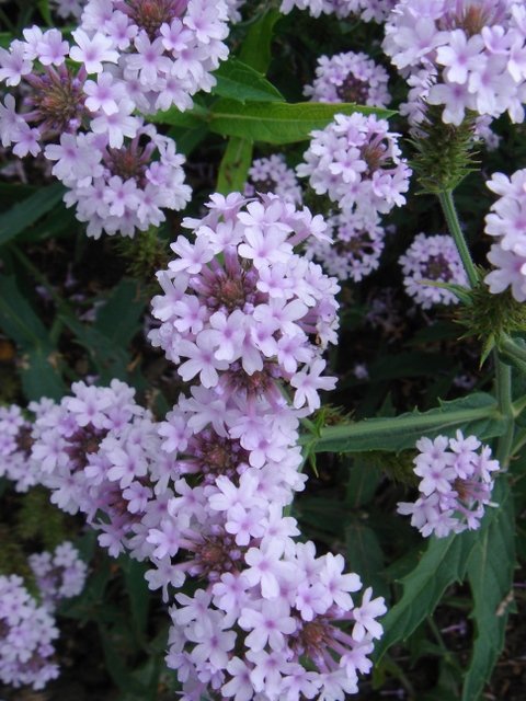 Verbena rigida 'Polaris'